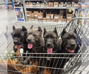 Cane Corso Puppy for Sale in GAFFNEY, South Carolina USA