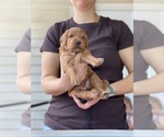 Puppy Lucy Goldendoodle