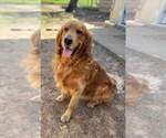 Small Photo #1 Golden Retriever Puppy For Sale in CLEBURNE, TX, USA
