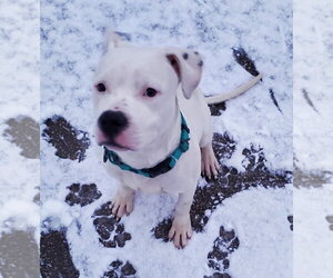 Oreo - Male American Bulldog-Unknown Mix Dog for Adoption - Photo #6