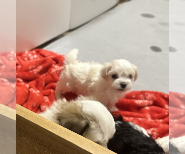 Medium Photo #1 Havanese Puppy For Sale in WICKENBURG, AZ, USA