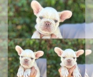 Medium French Bulldog