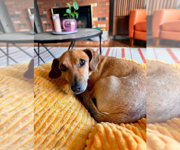 Medium Photo #3 Chiweenie Puppy For Sale in Bellevue, WA, USA