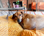 Small #2 Chiweenie