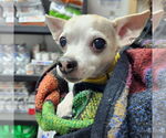 Small Photo #11 Chihuahua-Unknown Mix Puppy For Sale in Fargo, ND, USA