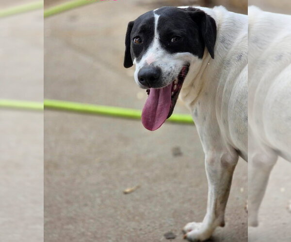 Medium Photo #2 Pointer-Unknown Mix Puppy For Sale in Canton, CT, USA