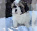 Small Photo #4 Shih Tzu Puppy For Sale in GRANGER, IN, USA