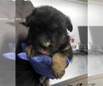 Small German Shepherd Dog Mix