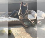 Small #3 German Shepherd Dog