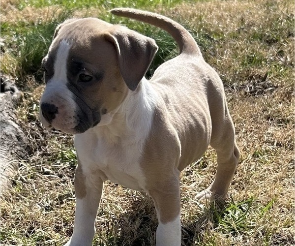 Medium Photo #8 American Bully Puppy For Sale in SALEM, IL, USA