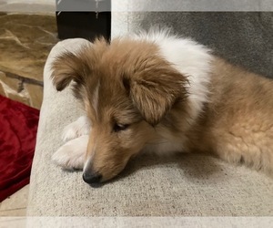 Collie Puppy for sale in SOMERSET, CO, USA