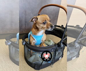 Socks - Male Jack Chi Dog for Adoption - Photo #3