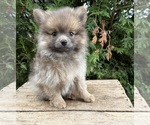Image preview for Ad Listing. Nickname: Zeke