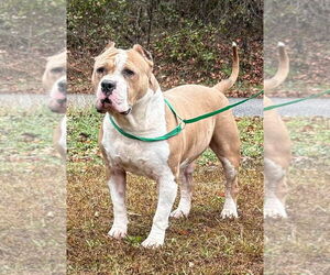 Mutt Dogs for adoption in Prattville, AL, USA