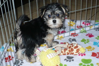 Havashire Puppy for sale in TUCSON, AZ, USA