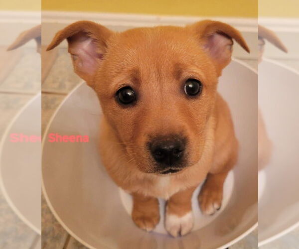 Medium Photo #1 Cairn Terrier-Feist Terrier Mix Puppy For Sale in Aurora, IN, USA