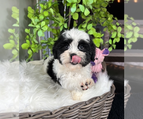 Medium Photo #10 ShihPoo Puppy For Sale in FRANKLIN, IN, USA