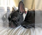 Small Photo #4 French Bulldog Puppy For Sale in Corona, CA, USA
