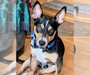 Unknown-Welsh Corgi Mix Dogs for adoption in Cottage Grove, MN, USA