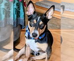 Small Welsh Corgi Mix