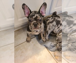 French Bulldog Puppy for sale in KATY, TX, USA