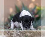 Small #3 Jack Russell Terrier Mix