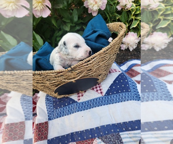 Medium Photo #17 Dalmatian Puppy For Sale in VASSALBORO, ME, USA