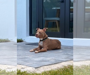 American Pit Bull Terrier-Unknown Mix Dogs for adoption in Miami, FL, USA