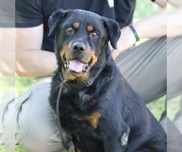 Medium Photo #1 Rottweiler Puppy For Sale in Modesto, CA, USA