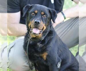 Rottweiler Dogs for adoption in Modesto, CA, USA