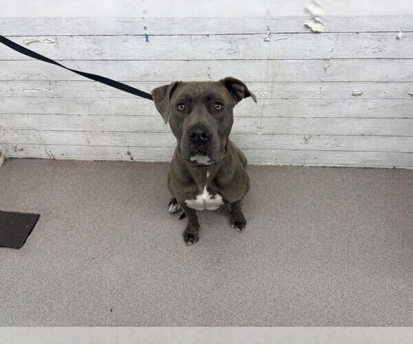 Medium Photo #1 Mutt Puppy For Sale in San Bernardino, CA, USA