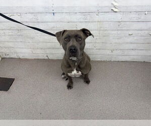 Mutt Dogs for adoption in San Bernardino, CA, USA