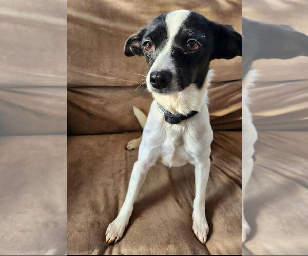 Medium Photo #2 Jack Russell Terrier-Unknown Mix Puppy For Sale in Buffalo, MN, USA