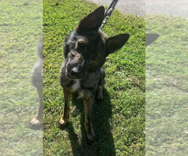 Medium Photo #3 German Shepherd Dog Puppy For Sale in Manahawkin, NJ, USA