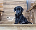 Small Photo #71 Labrador Retriever Puppy For Sale in EDGEWOOD, TX, USA