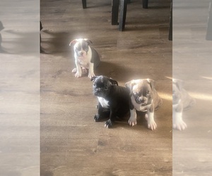 Faux Frenchbo Bulldog Puppy for sale in FORT WORTH, TX, USA