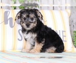 Small Photo #3 Yorkshire Terrier Puppy For Sale in MOUNT VERNON, OH, USA
