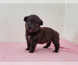 Poodle (Miniature) Puppy for sale in CLARK, MO, USA