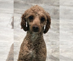 Small Photo #1 Poodle (Toy) Puppy For Sale in CLARE, IL, USA