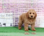 Small Photo #2 Goldendoodle Puppy For Sale in BEL AIR, MD, USA