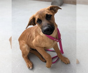 Ashe - Male Mutt Dog for Adoption - Photo #3