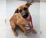 Small Photo #3 Mutt Puppy For Sale in Salinas, CA, USA