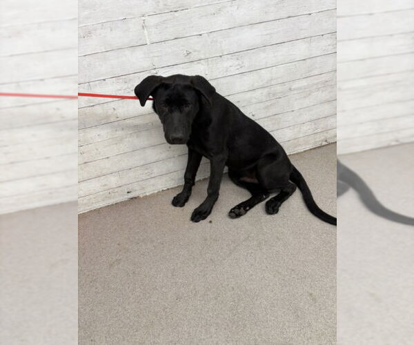 Medium Photo #1 Labrador Retriever-Unknown Mix Puppy For Sale in San Bernardino, CA, USA
