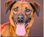 Small Mountain Cur Mix