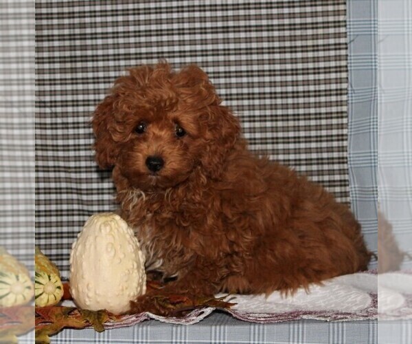 Medium Photo #1 Havanese-Poodle (Toy) Mix Puppy For Sale in CHRISTIANA, PA, USA