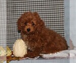Small Photo #1 Havanese-Poodle (Toy) Mix Puppy For Sale in CHRISTIANA, PA, USA