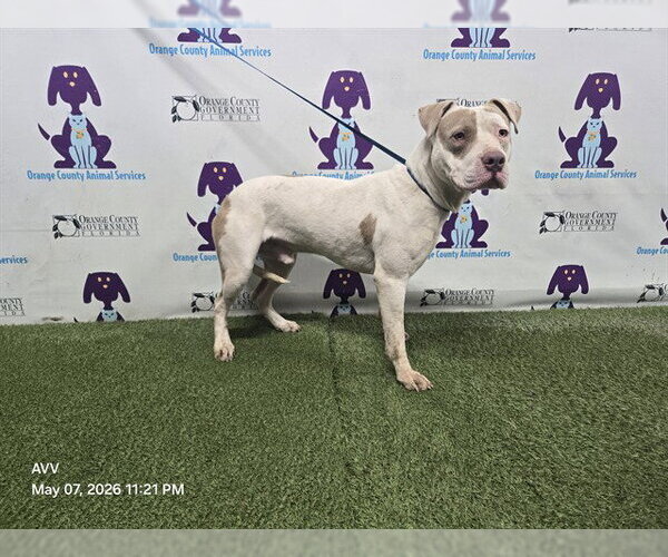 Medium Photo #1 Mutt Puppy For Sale in Orlando, FL, USA