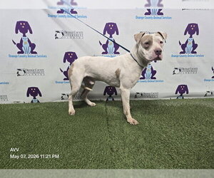 Mutt Dogs for adoption in Orlando, FL, USA