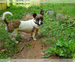 Candy - Female Dachshund-Unknown Mix Dog for Adoption - Photo #9