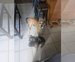 Small #3 Feist Terrier Mix